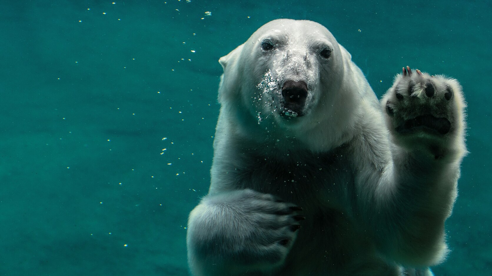 Frosty the Polar Bear: The True Story Behind MrBallen's "Big White Glob" and the Ending the Video Leaves Out