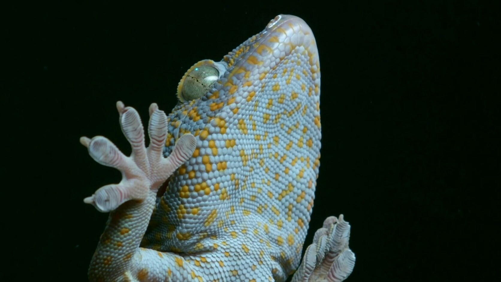 Climbing Walls With Gecko Skin: What JLaser's Spider-Man Suit Held, Where It Failed, and What Tom Holland Saw